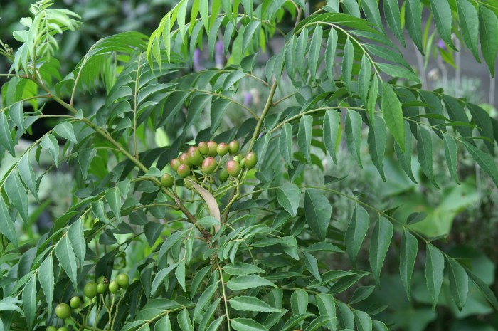 Curry leaf plant seeds