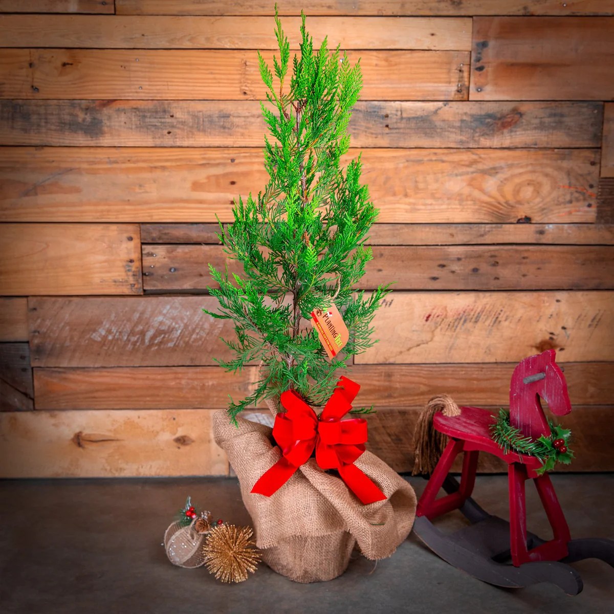 Miniature christmas tree plant