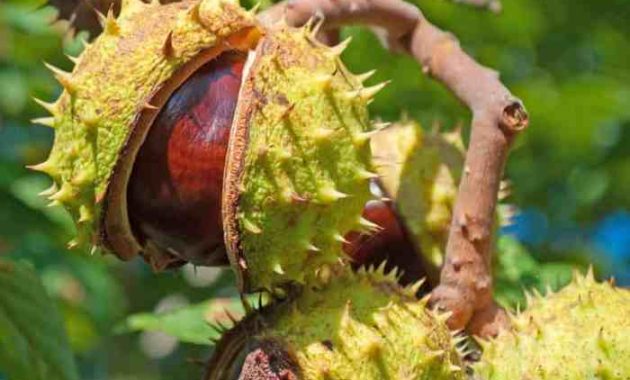 How to Plant a Horse Chestnut Tree