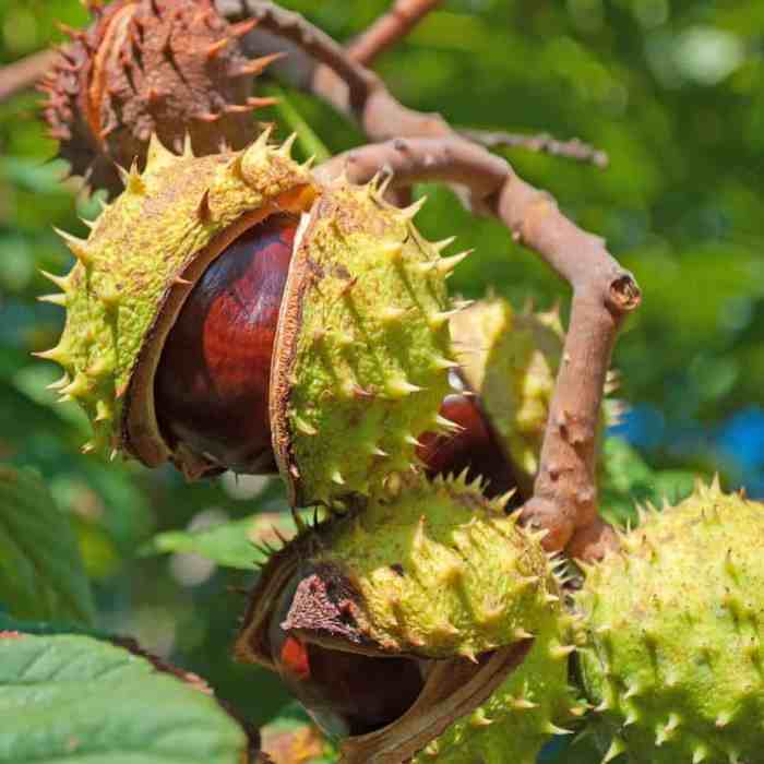 How to plant a horse chestnut tree