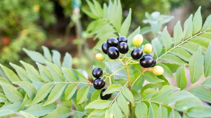 Curry leaf plant seeds