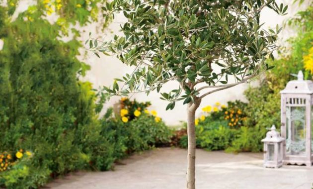 How to Plant Olive Tree in Pot