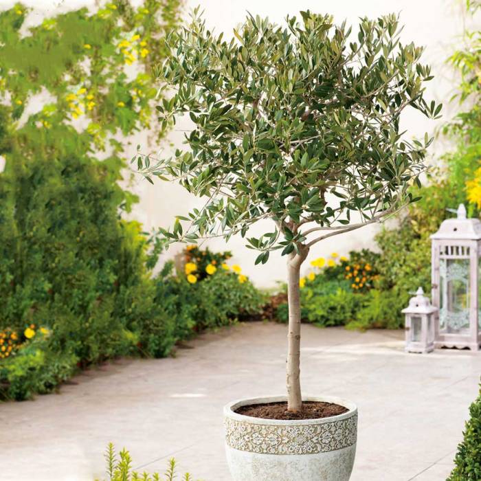 How to plant olive tree in pot