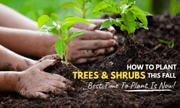 When to Plant Trees in the Fall