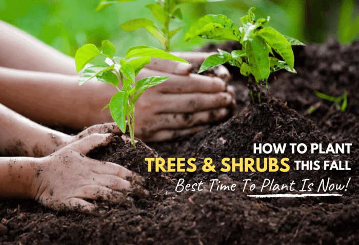 When to plant trees in the fall