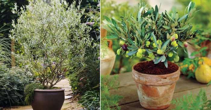 How to plant olive tree in pot