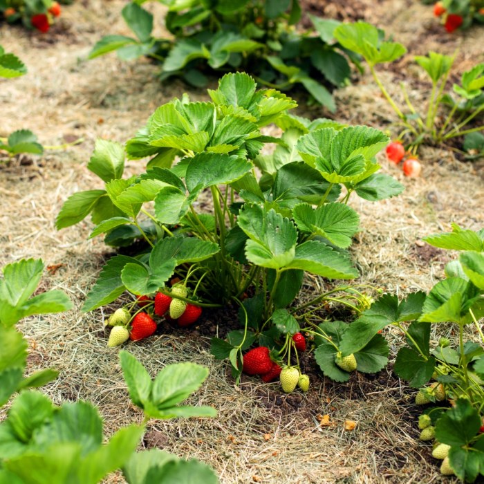 How to plant a strawberry tree