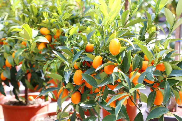 How to plant a kumquat tree