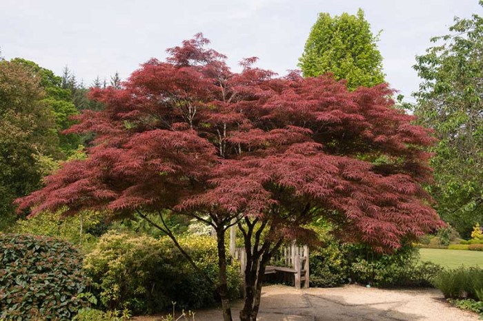 Maple japanese plant trees grafted