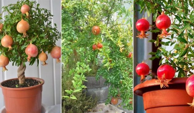 How to Plant Pomegranate Tree From Seeds