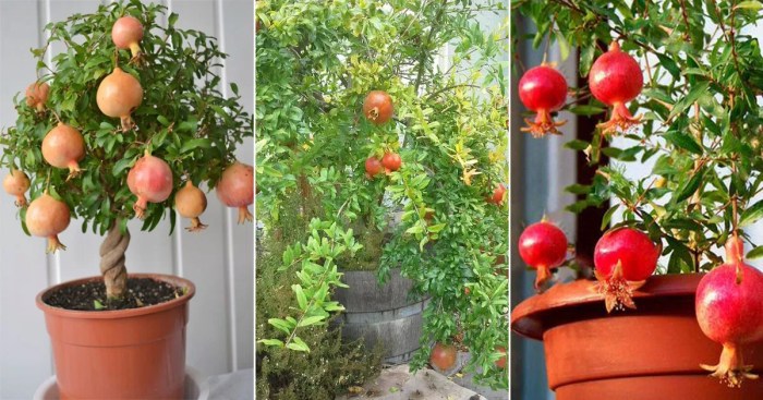 How to plant pomegranate tree from seeds