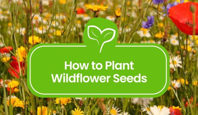 When to Plant Wildflower Seeds Your Bali Guide