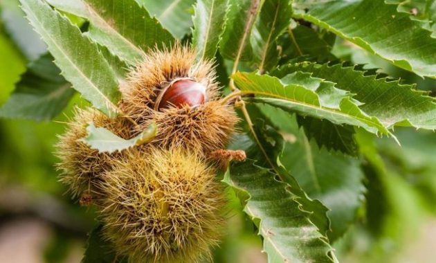 How to Plant Chestnut Trees A Comprehensive Guide