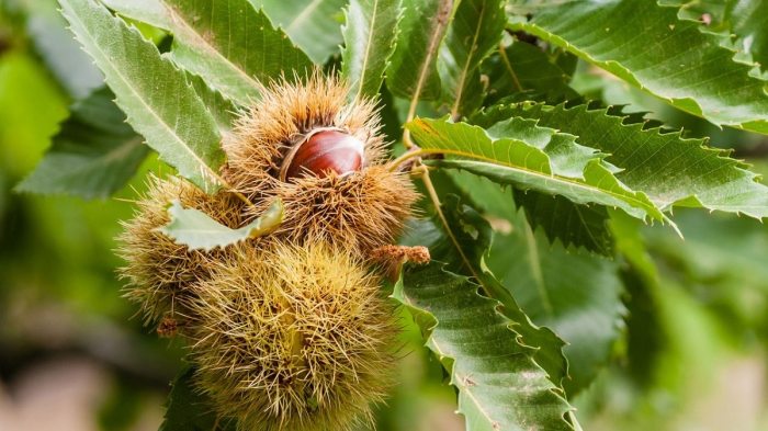 Chestnut trees seed tree american worms keep out ehow growing