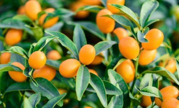 How to Plant a Kumquat Tree A Medan Guide