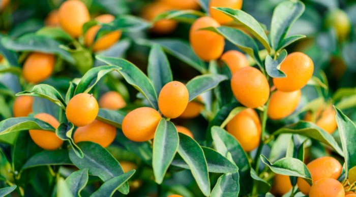 Kumquat kumquats kolsky spruce heidi