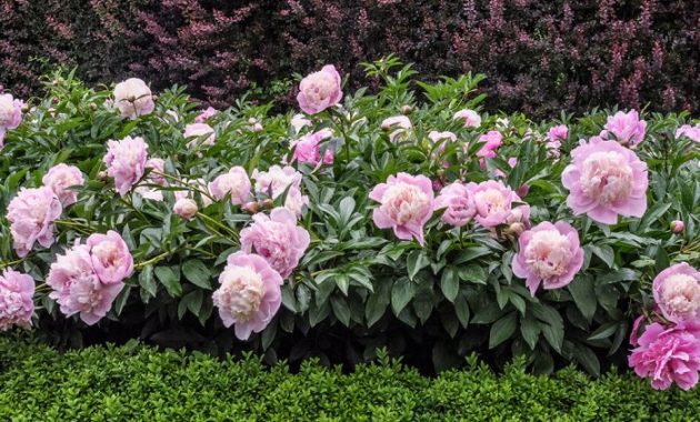 When Can I Plant Peony Seeds?