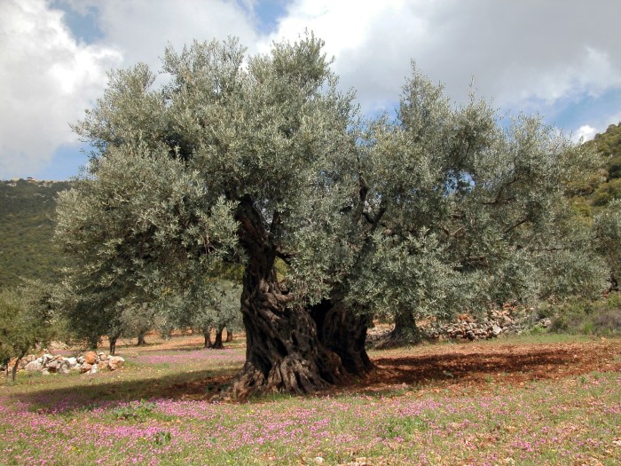 Plant a tree in israel for deceased