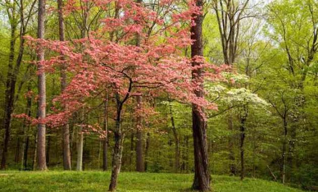 Best Trees to Plant in Kentucky A Gardeners Guide