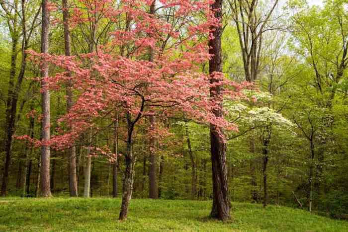 Best trees to plant in kentucky