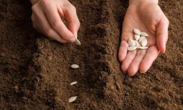 Best Time to Plant Pumpkin Seeds