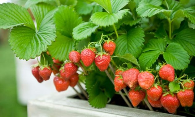 How to Plant a Strawberry Tree