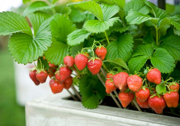 How to plant a strawberry tree