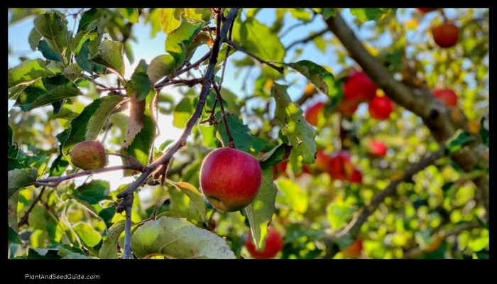 When to plant apple trees in missouri