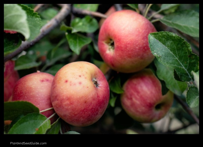 When to plant apple trees in missouri