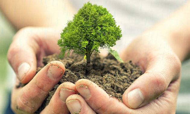 Plant a Tree in Israel for Deceased