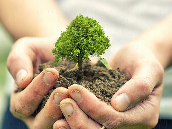 Plant a tree in israel for deceased