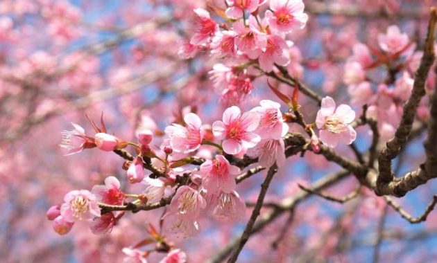 Plant a Cherry Blossom Tree A Gardeners Guide