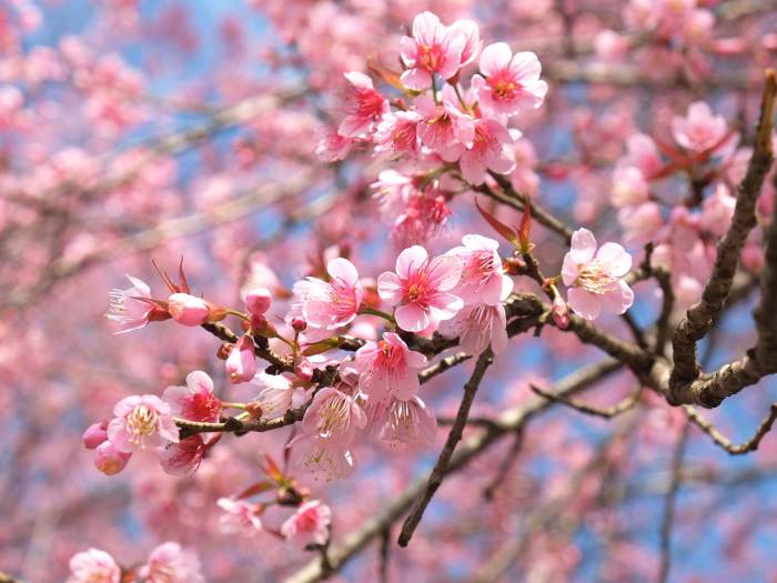 Plant a cherry blossom tree