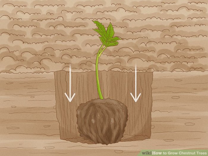 How to plant chestnut trees