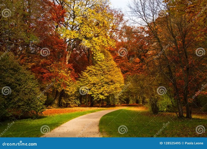 Colorful trees to plant