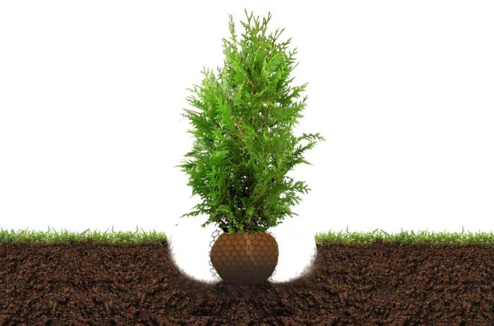 When to plant an evergreen tree