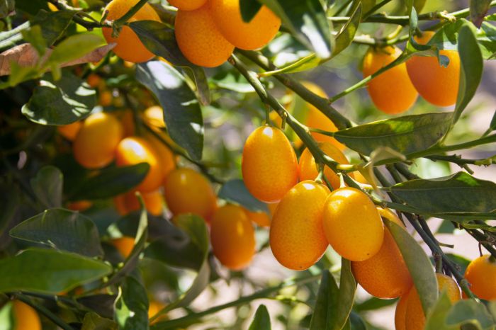 How to plant a kumquat tree