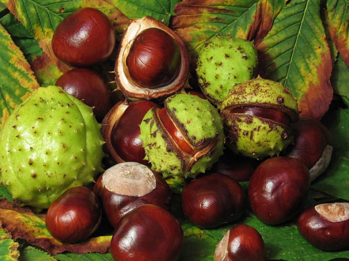 How to plant a horse chestnut tree