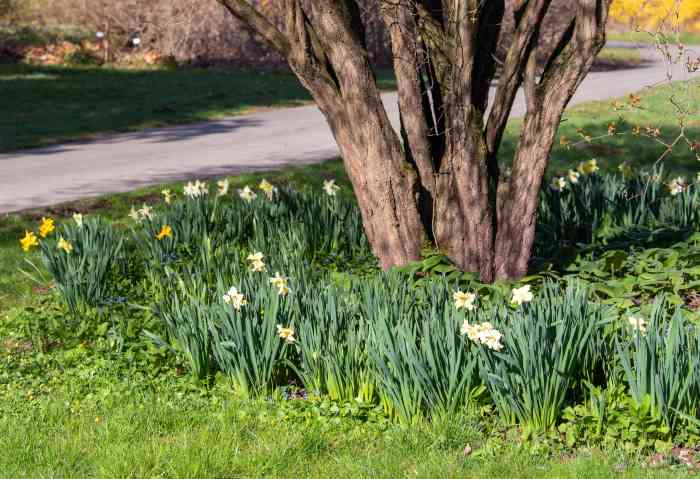 What to plant under trees ground cover