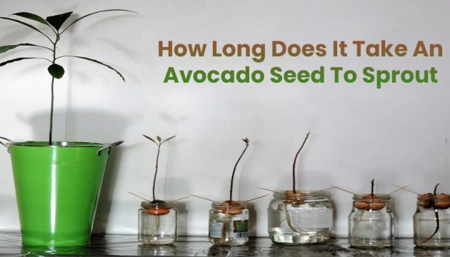 How to Plant Avocado Seeds in Water