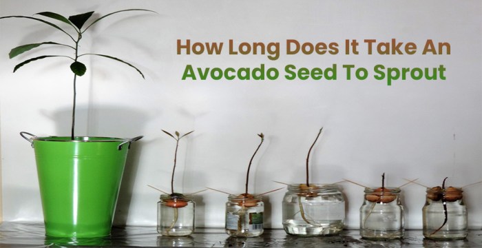 How to plant avocado seeds in water