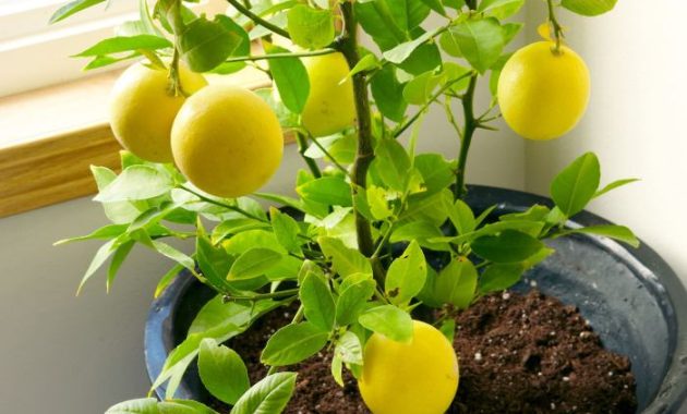 Best Way to Plant a Lemon Tree