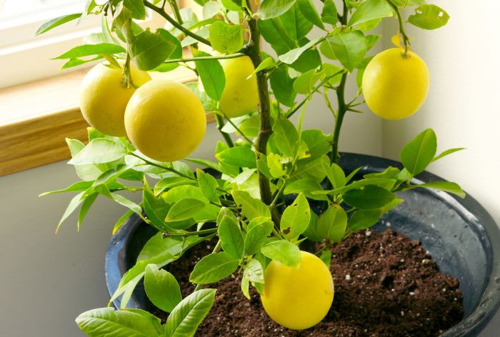 Best way to plant a lemon tree