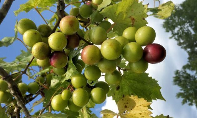 How to Plant Muscadine Seeds in Florida