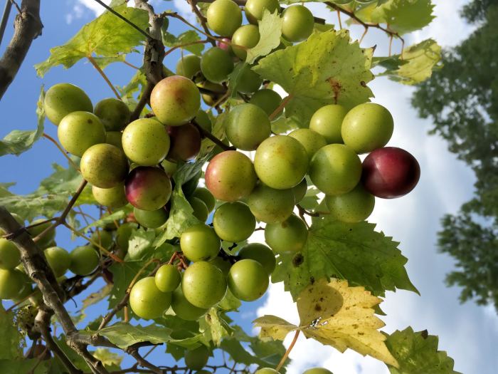 Muscadine alachua grape vitis