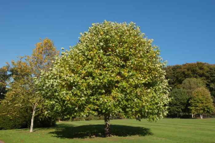 Best trees to plant in kentucky