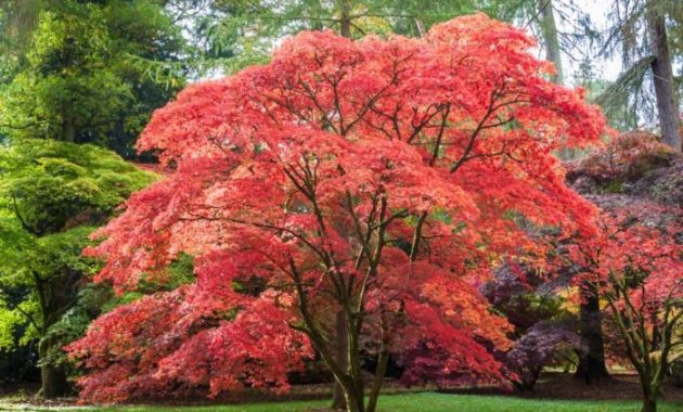 How to Plant Japanese Maple Trees