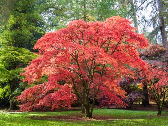 How to plant japanese maple tree