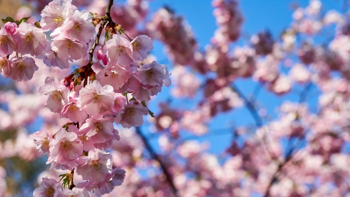 Plant a cherry blossom tree