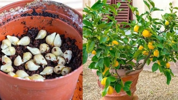 Best way to plant a lemon tree